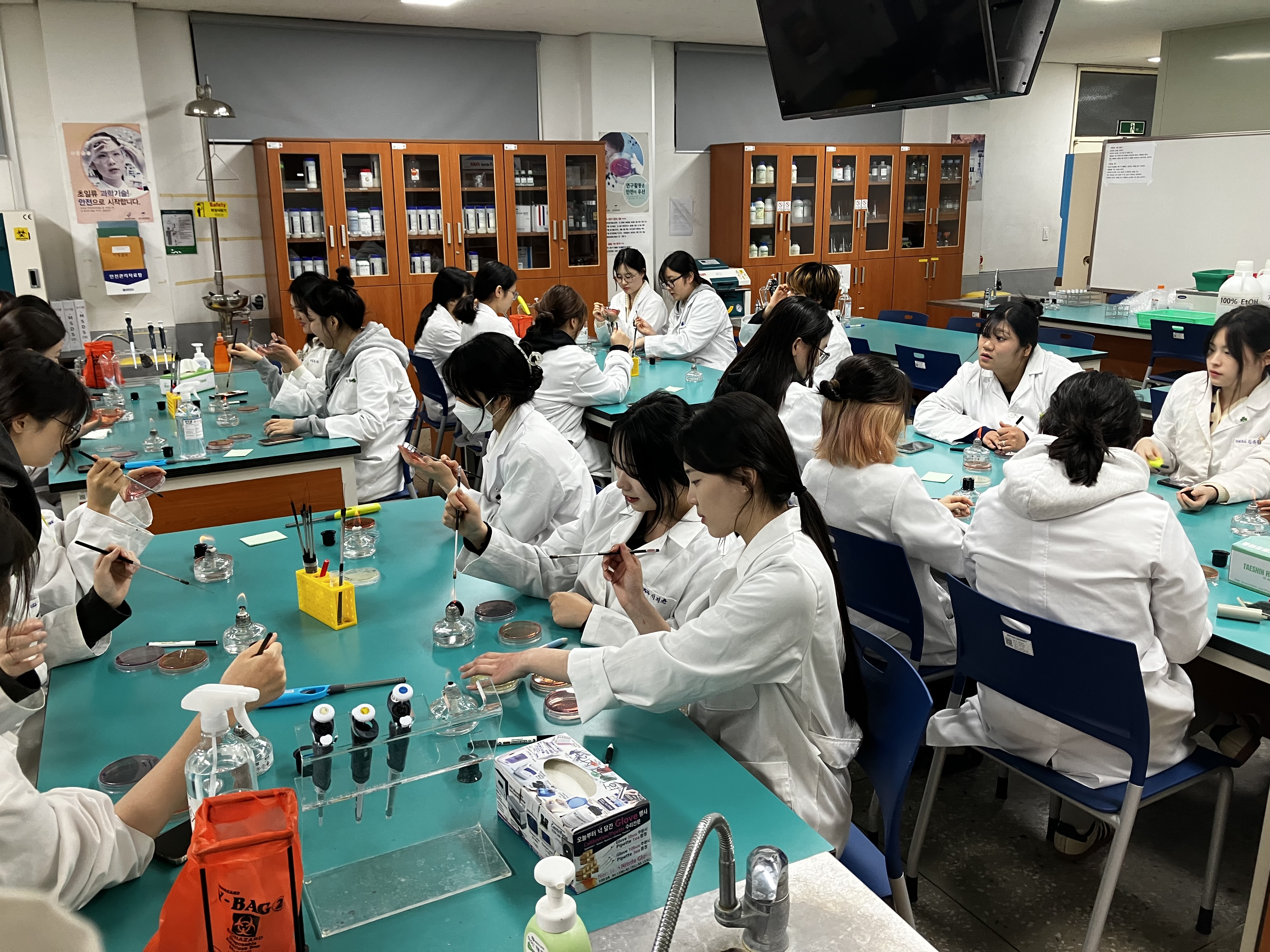 MSA, MAC 특이 집락 형성하는 균 배양하기